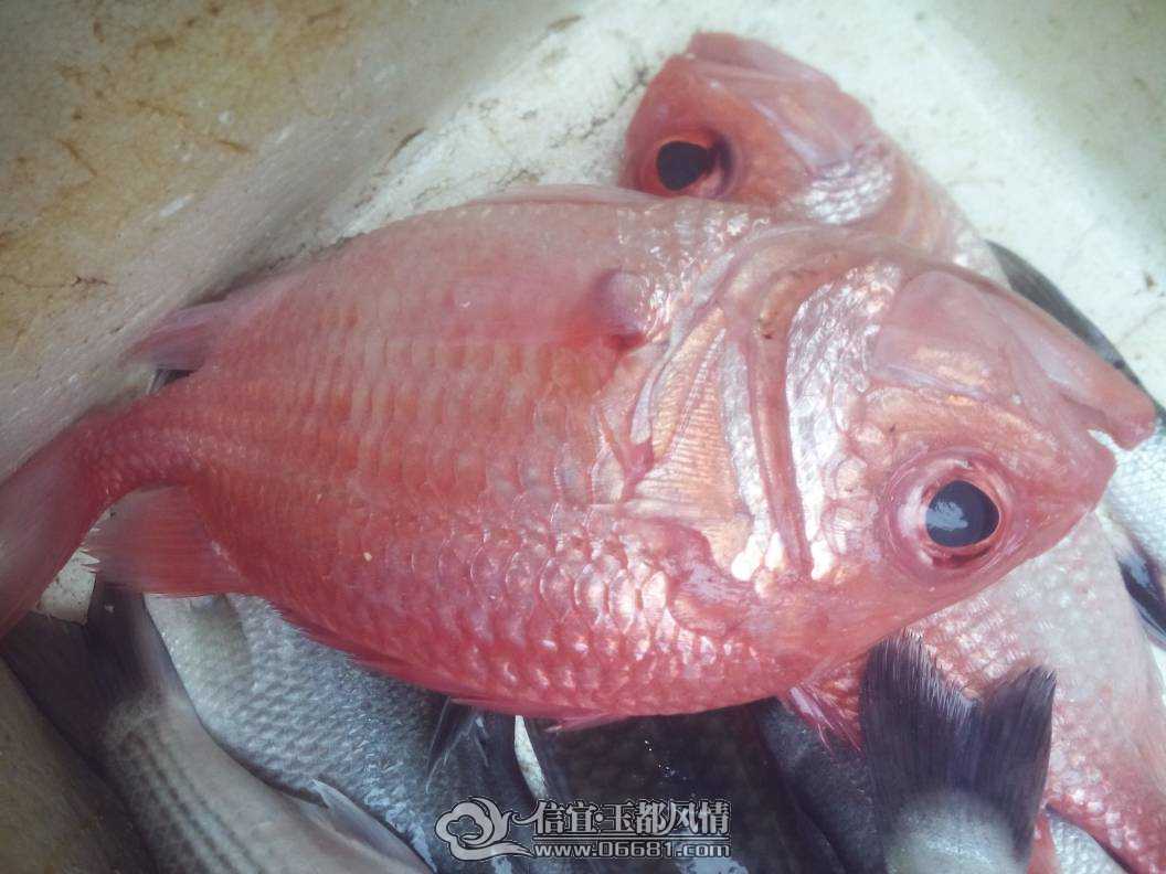 冷冻食品批发各种海鲜_批发冷冻食品广告牌_海口喜洋阳冷冻食品(3)