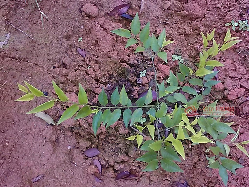 中药屈头鸡种植