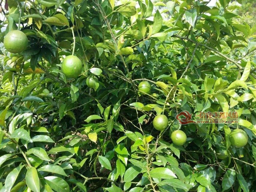 种植中药屈头鸡快速走上至富路