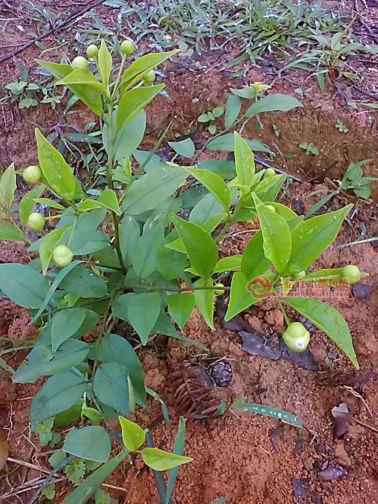 种植中药屈头鸡快速走上至富路