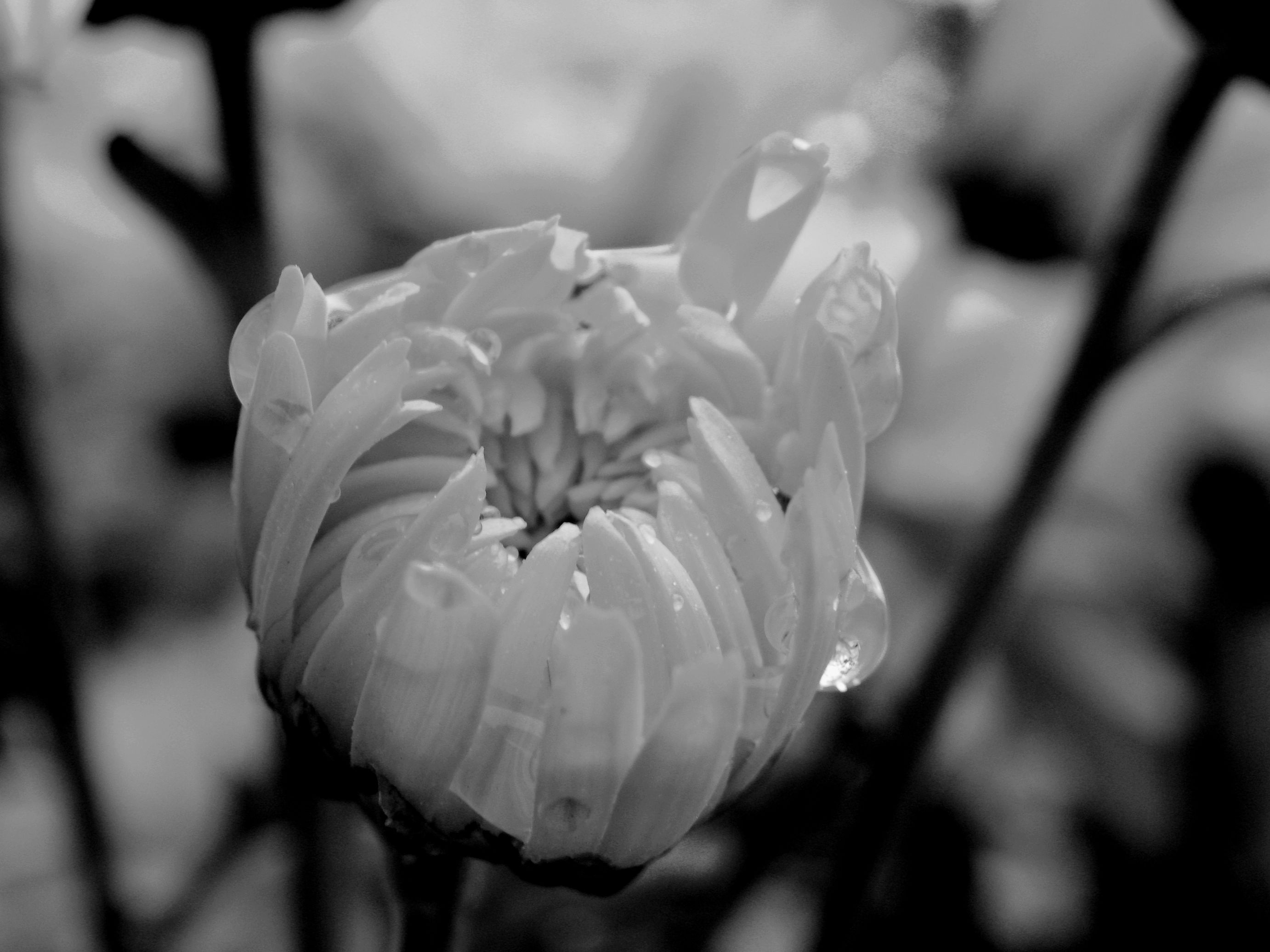 DSCN3461-2.jpg