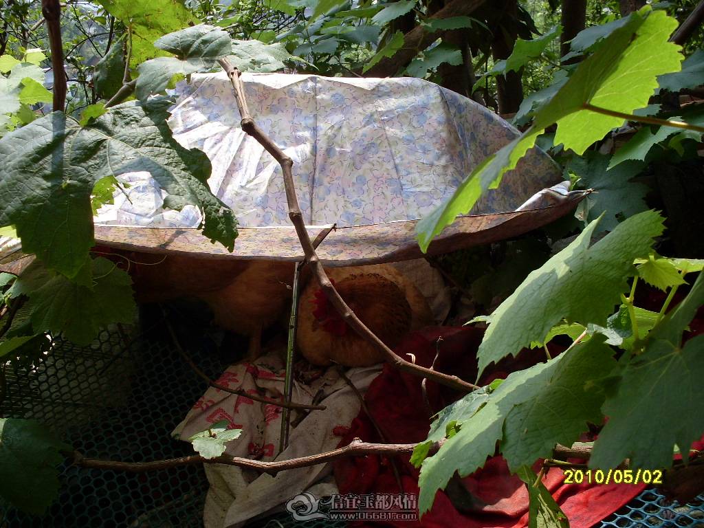 SDC14525.JPG