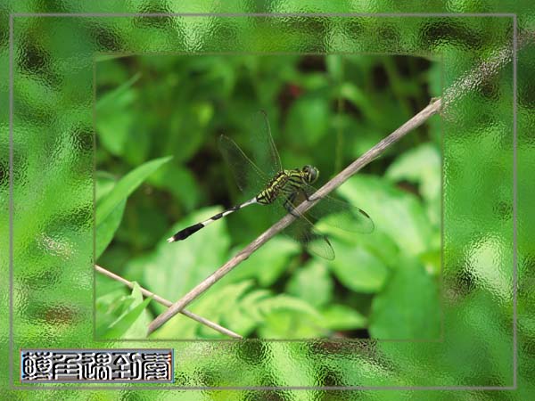 IMG_0628.jpg