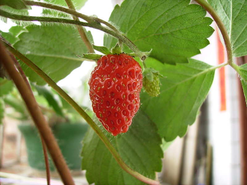IMGP2915.jpg