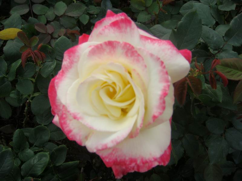 ������С DSC00869.JPG