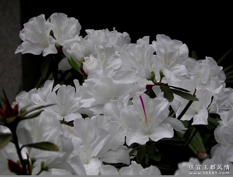 {247D31D5-DE22-47E6-B753-CBFF7283D2B4}.JPG