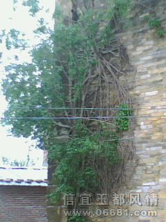 IMG0333A.jpg