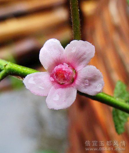 DSC00800_nEO_IMG.jpg