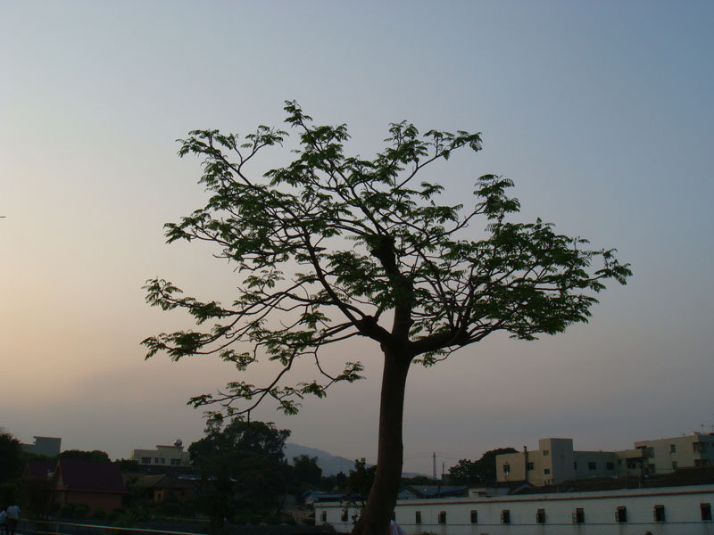 DSC01373.JPG