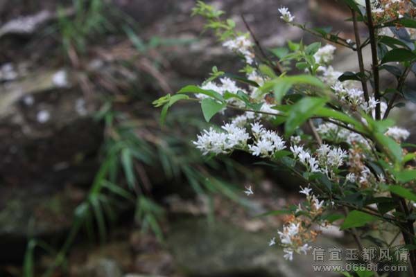 IMG_0703-b.jpg