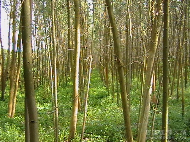 IMGA0505.JPG