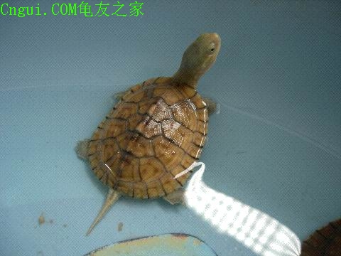 ʯ��Ǯ�꣨�ƺ���ˮ�꣩1.jpg