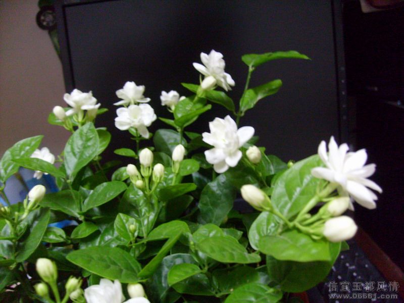 S7300306.JPG
