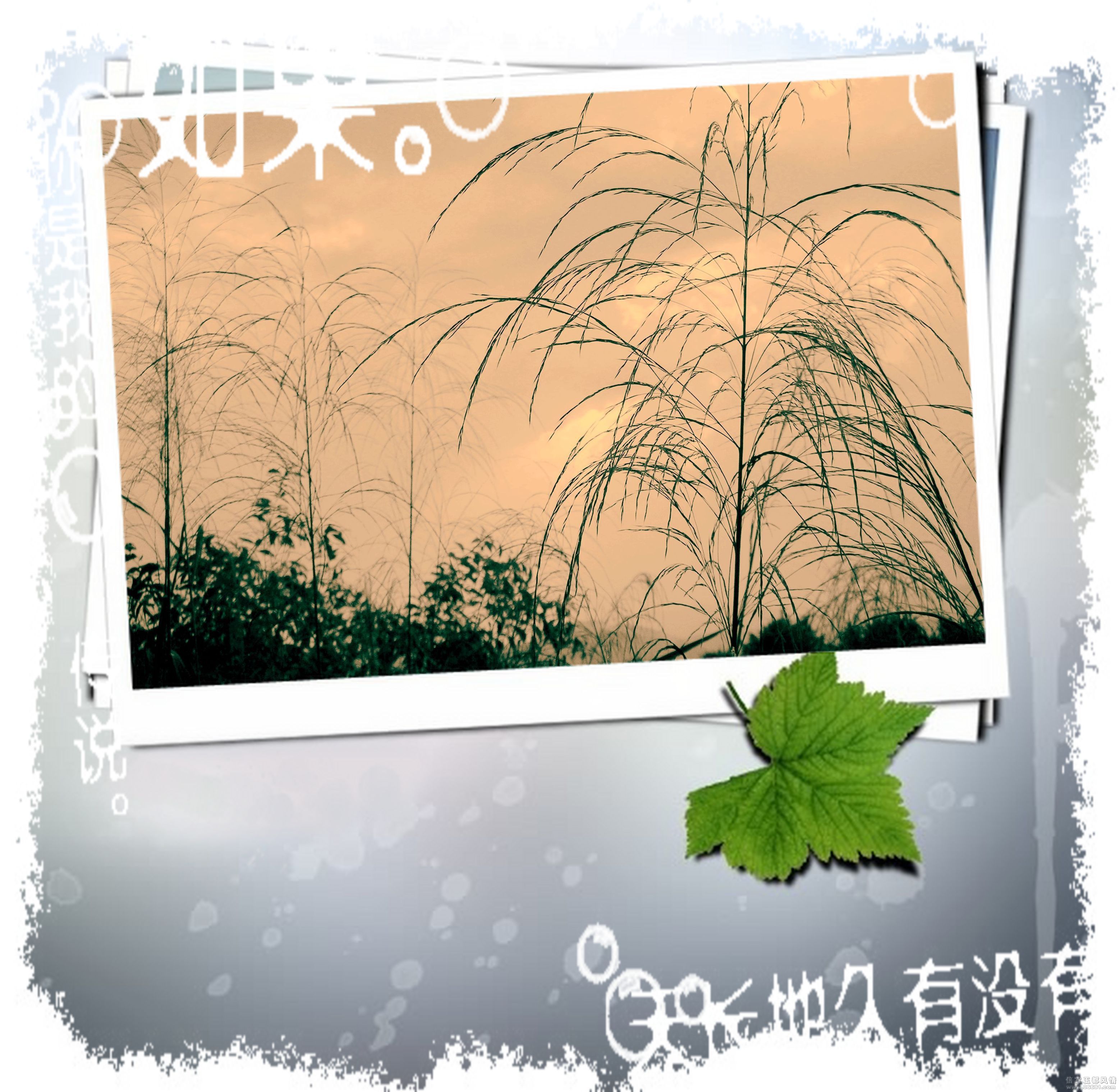 DSCN8805.JPG