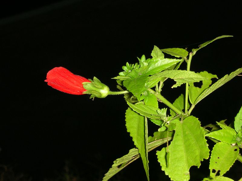 DSCN8873.JPG