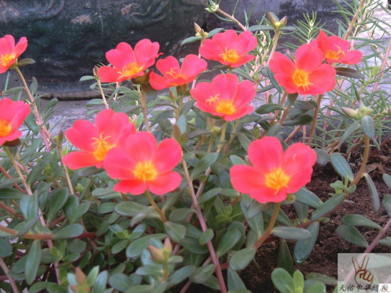 IMAG0085_1.jpg