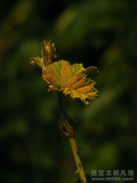 DSCF6715.jpg