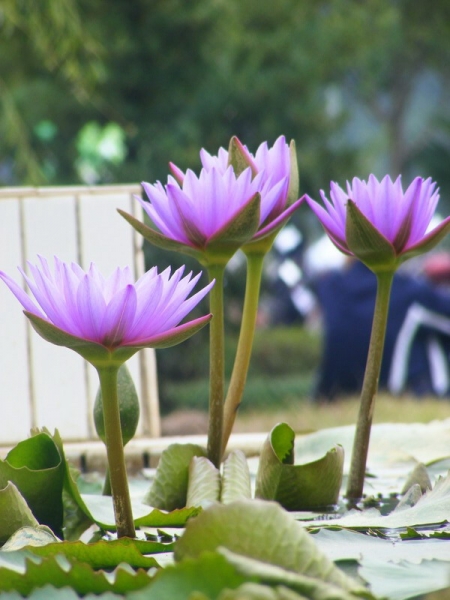 DSCF7003.JPG