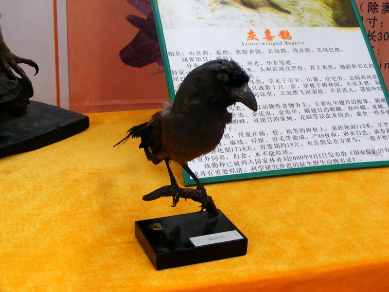 DSCF7480.JPG