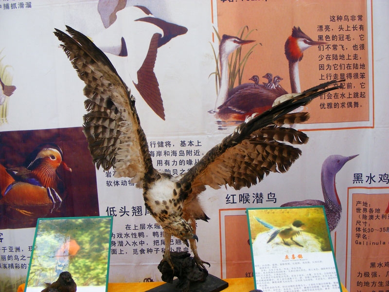 DSCF7478.JPG