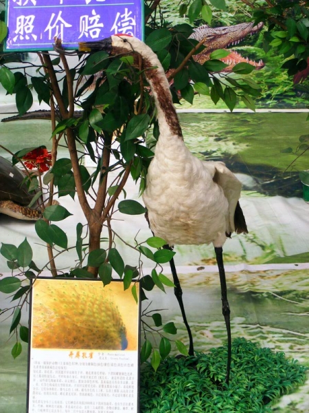 DSCF7489.JPG