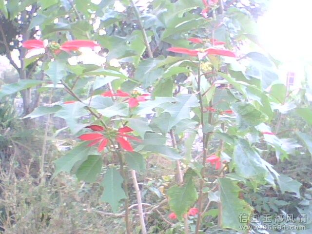 IMG0190A.jpg