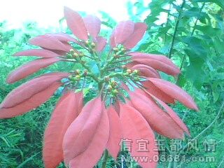 IMG0184A.jpg