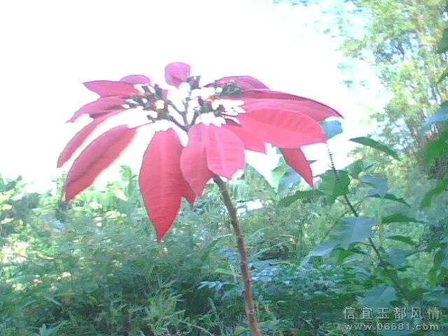 IMG0193A.jpg