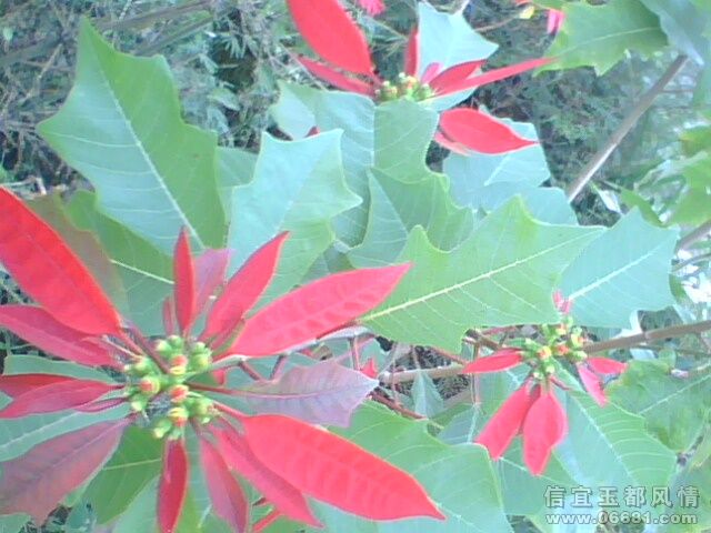 IMG0186A.jpg
