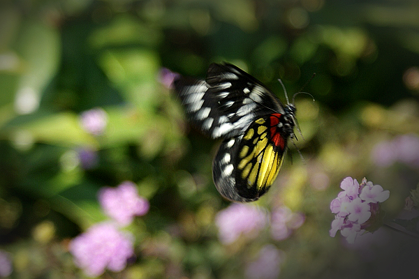 DSC03225.jpg