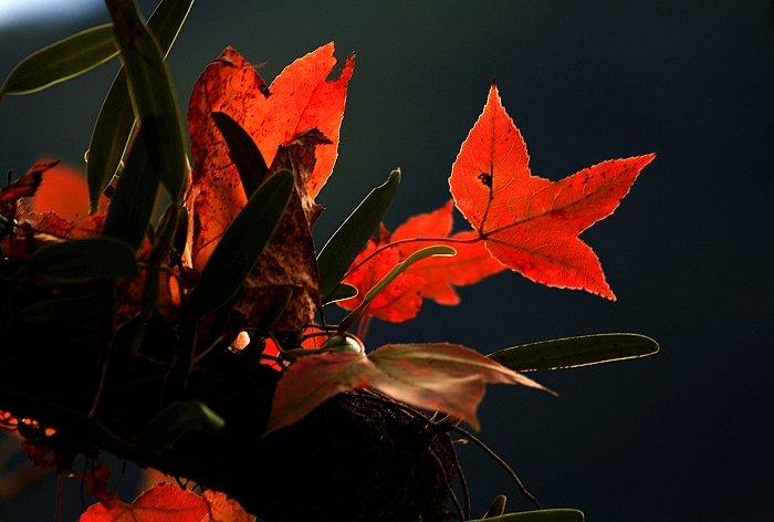 IMG_3373.X..jpg