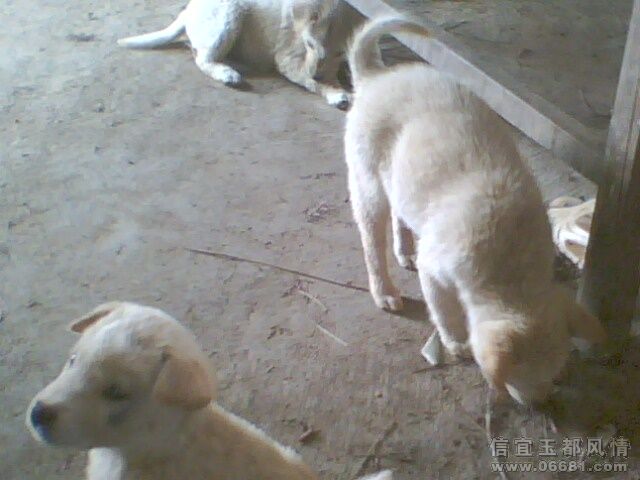 IMG0251A.jpg
