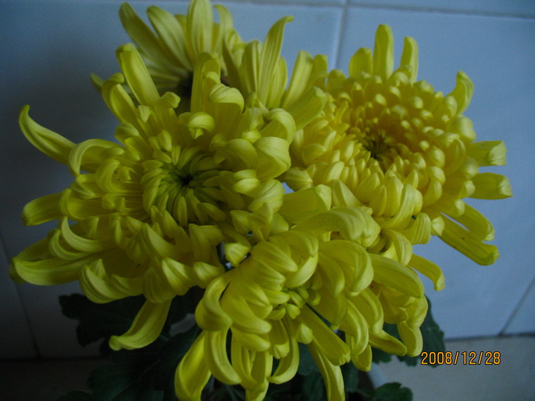 2008-12-28 054.jpg
