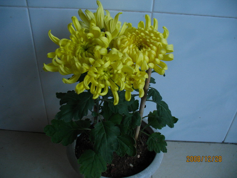 2008-12-28 053.jpg
