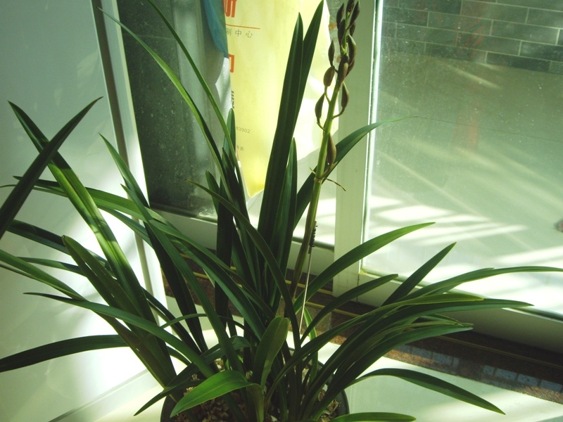 IMGP2095.JPG
