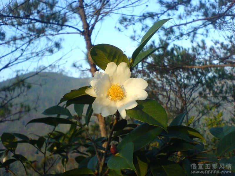DSC04229.jpg