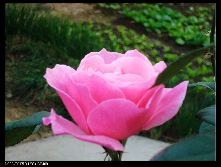 nEO_IMG_DSC01724.jpg