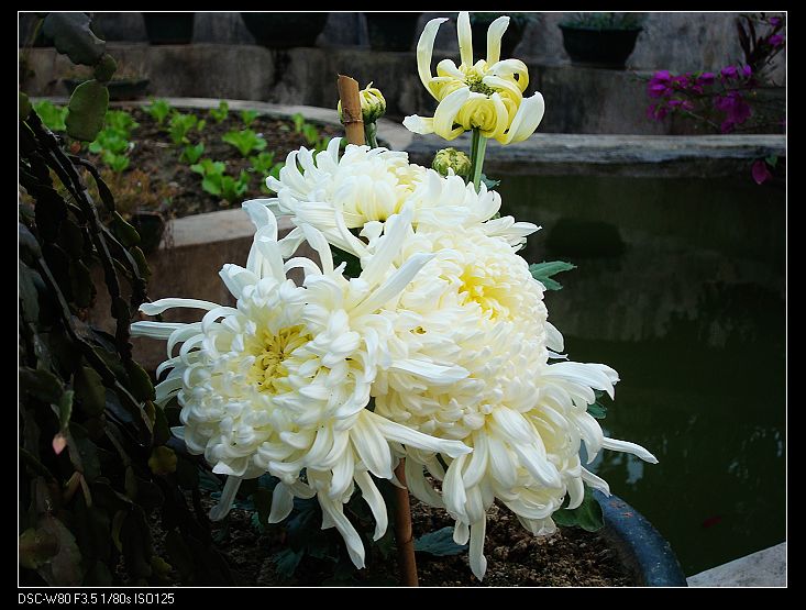 nEO_IMG_DSC01722.jpg