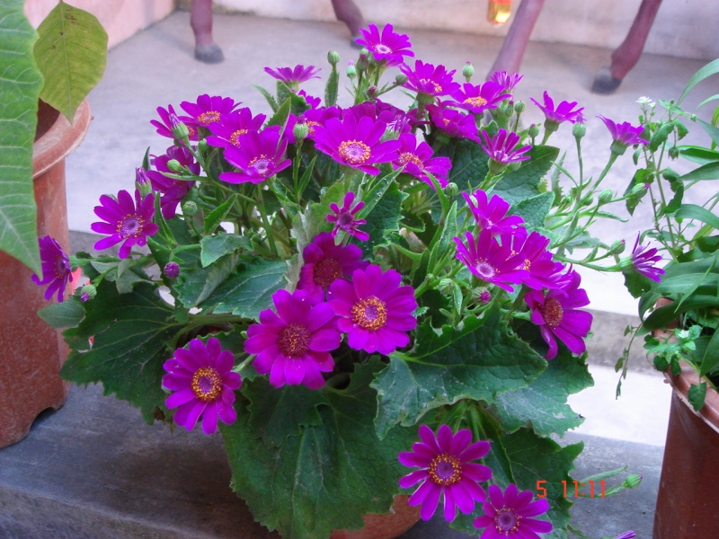 DSC00203.JPG