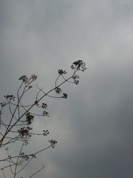 SDC14125.JPG