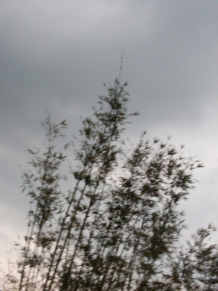 SDC14130.JPG