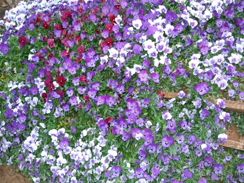 DSCF3873.JPG