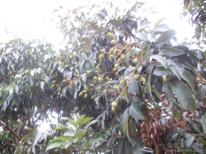 SDC16185.JPG