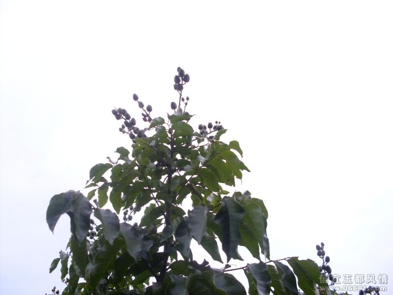 SDC16167.JPG