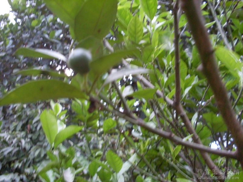 SDC16193.JPG