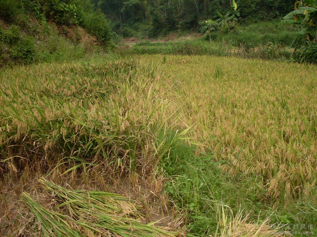 SDC17524.JPG