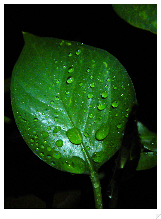 DSCN1445-1.jpg