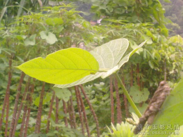20090718421 ��������.jpg