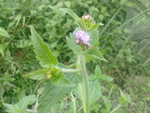20090722682.jpg