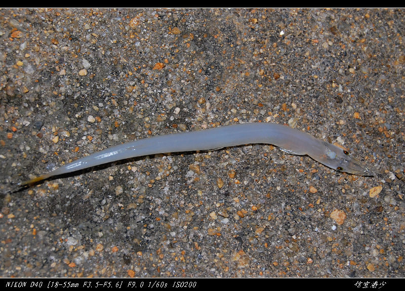 DSC_1904.JPG